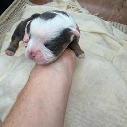 Jerimiah - Fawn and white male Olde English Bulldogge puppy in Camdenton, Missouri from Mule Pool Olde English Bulldogges