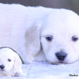 Wilson - Cream male Dachshund puppy in Murray, Kentucky from Shadow Ridge Farms