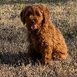 Girl 6 red collar - female Goldendoodle puppy in Wesson, Mississippi from Southern Country Doodles