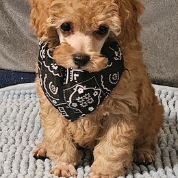 Lil bit - Apricot male Poodle puppy in Runnels County, Texas from Golden's Poodles