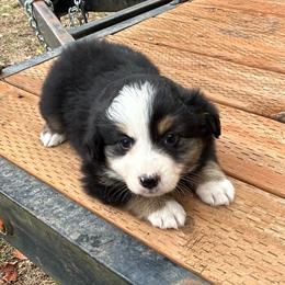 Laura - Black tri female Miniature Australian Shepherd puppy in Lebanon, Oregon from Two Pines Mini Aussies