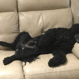Portuguese Water Dog All Grown Up from Freestyle Portuguese Water Dogs