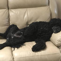 Portuguese Water Dog All Grown Up from Freestyle Portuguese Water Dogs