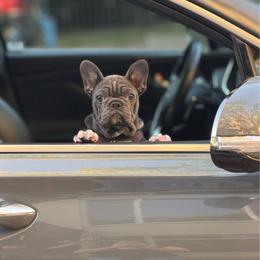 Muffin - Blue female French Bulldog puppy in San Diego, California from California Dream Frenchies