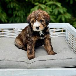 Teddy - Sable male Bernedoodle puppy in Bremen, Indiana from Farmland Doodles