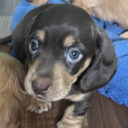 Dachshund Puppies from Golden Dachshunds
