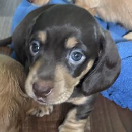 Dachshund Puppies from Golden Dachshunds