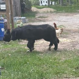 Gorgeous OFA - Gray male Newfoundland puppy in Falmouth, Michigan from Dyer Lake Newfoundland’s