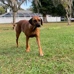 Echo - Rhodesian Ridgeback
