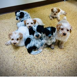 Assorted Doodle Crosses puppies from Holley Doodles