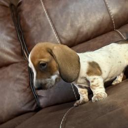 Mark Bowe - Piebald male Dachshund puppy in Magnolia, Texas from Hillyard Ranch