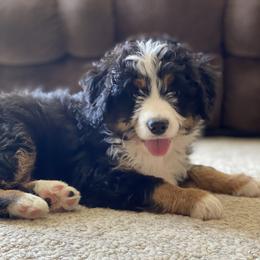 Bernedoodle and Goldendoodle Puppies from TurkeyCreek Doodles