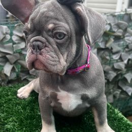 Lilac & tan female - French Bulldog puppy from I Heart Country Frenchies