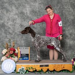 German Shorthaired Pointer All Grown Up from Windward German Shorthaired Pointers