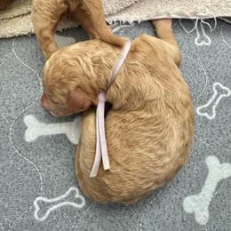 Harmony Bear- Light Purple Collar - Apricot female Goldendoodle puppy in Bay City, Texas from Charming Doods Goldendoodles