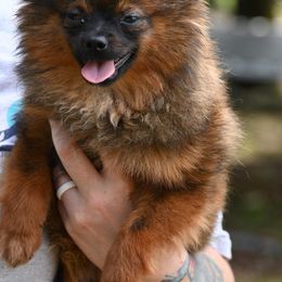 Bear - Pomeranian