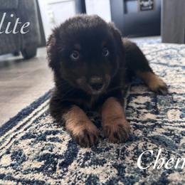 Chem - Black tri male Miniature Australian Shepherd puppy in Corpus Christi, Texas from Elite Miniature Australian Shepherds