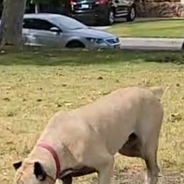 Zoey - Cane Corso