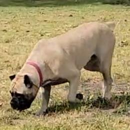 Zoey - Cane Corso