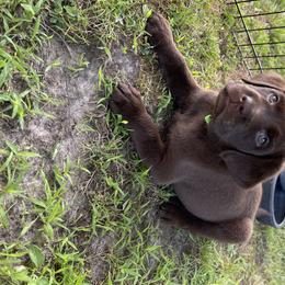 Dilute Retriever Puppies from Virdin’s Silver Labs