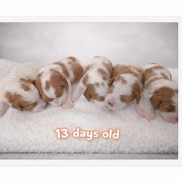 Cavapoo puppies from Crystal Coast Cavapoodles