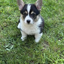 Pembroke Welsh Corgi Puppies from Sunnydale Corgis