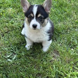 Pembroke Welsh Corgi Puppies from Sunnydale Corgis