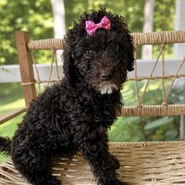 Little Miss Tater Tot - Chocolate female Goldendoodle puppy in Camden, North Carolina from Oopsie Doodles of NC