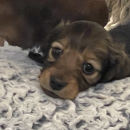 Dachshund Puppies from Royal Champion Dogs