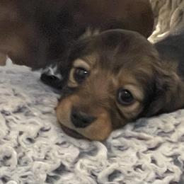 Dachshund Puppies from Royal Champion Dogs