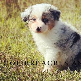 Cider- Boy 2 - Blue merle Australian Shepherd puppy in Mc Alisterville, Pennsylvania from Colibri Acres And Farm