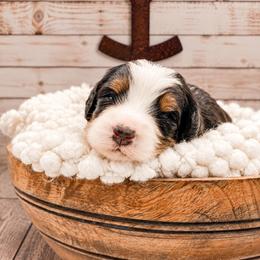 Kayce - Tri-color male Bernedoodle puppy in Hudson, Indiana from TurkeyCreek-K9