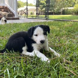 Sigrún - Black and white female Border Collie puppy in New Bern, North Carolina from New Bern Border Collies