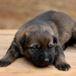 Sable Male-1 - Sable male German Shepherd puppy in Cumming, Georgia from Cainedelup