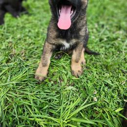 German Shepherd Puppies from Outlier Kennel