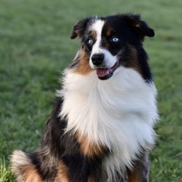 Miniature Australian Shepherd puppies from Shooting Stars Ranch Toy and Mini Aussies