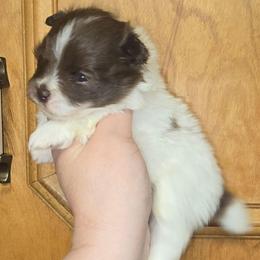 Boy 1 - Chocolate parti male Pomeranian puppy in Meherrin, Virginia from Traveling Poms