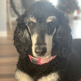 Cardi - Poodle