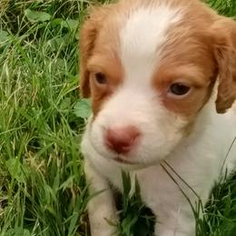 Girl 2 - White and orange female Brittany puppy in Mishawaka, Michigan from Riverbend Brittanys