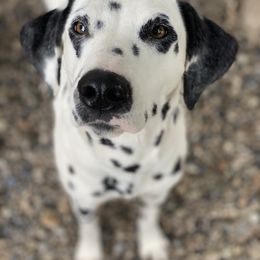 Dalmatians from DragonHeart Dalmatians