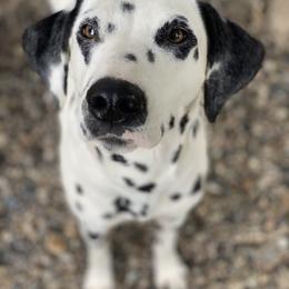 Dalmatians from DragonHeart Dalmatians