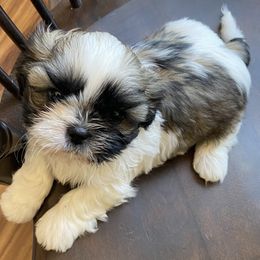 Shih Tzu Puppies from Willow Lane Shih Tzus