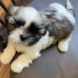 Shih Tzu Puppies from Willow Lane Shih Tzus