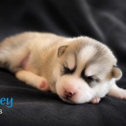 Westley - Silver and white male Pomsky puppy in Winston, Oregon from Arctic Tails Spitz