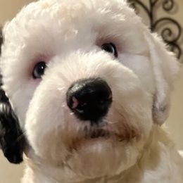 Cotons de Tulear and Sheepadoodles from Majestic Creek Puppies