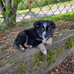 Toy Australian Shepherd Puppies from Honeybee Haven's Toy Aussies