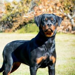 Rose - Rottweiler