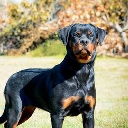 Rose - Rottweiler