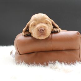 Eiffel - Red female Australian Cobberdog puppy in Bellingham, Minnesota from Whispering Prairie Australian Cobberdog
