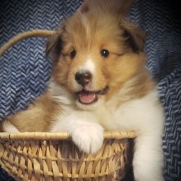 2 Rosie - Sable and white female Shetland Sheepdog puppy in Anderson, Indiana from Sheri Harris's Shetland Sheepdogs